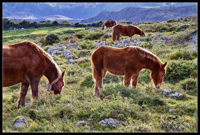 Horses in La Mora