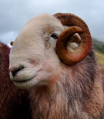 Herdwick Wasdale Show