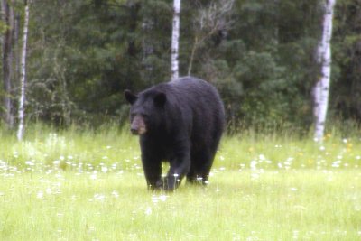 Black Bear Aug. 2009