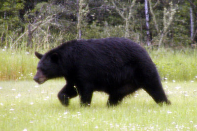 Black Bear Aug. 2009