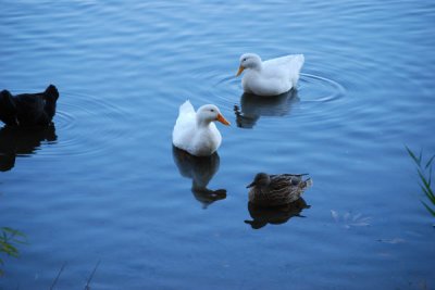 ir-DSC_0127.jpg