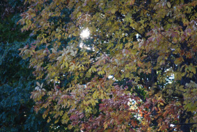 ir-DSC_0135.jpg