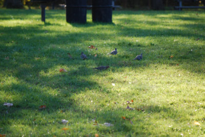 ir-DSC_0150.jpg