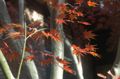 ir-081030_0032.jpg