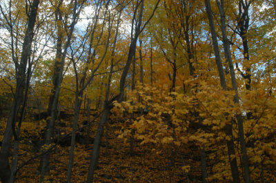 ir-081109_48.jpg