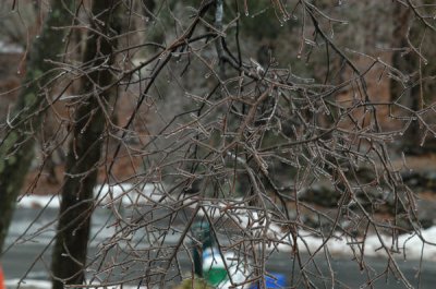 Ice Trees around the house