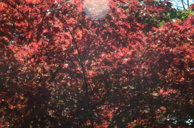 ir-091019_13-13_0005.jpg