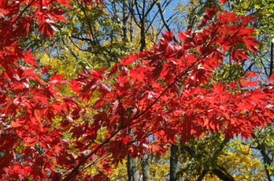 ir-091019_13-23_0014.jpg