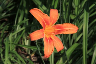 ir-100615_16-16_5861.jpg