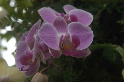 ir-DSC_0165.jpg