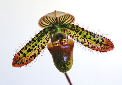 Paphiopedilum Hybrid