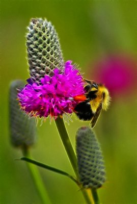 Bumble Bee on Purple Prairie Clover