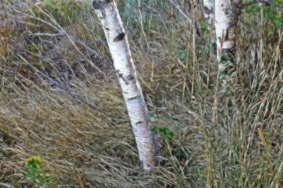 Birch and Tansy