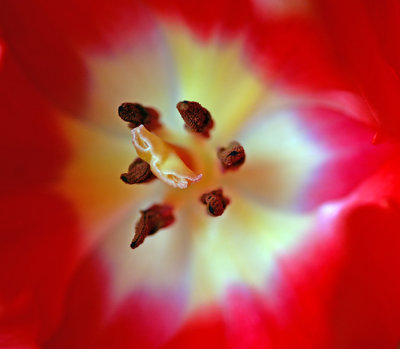 Tulips As Art