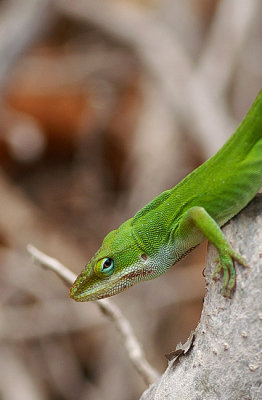 Green Anole 