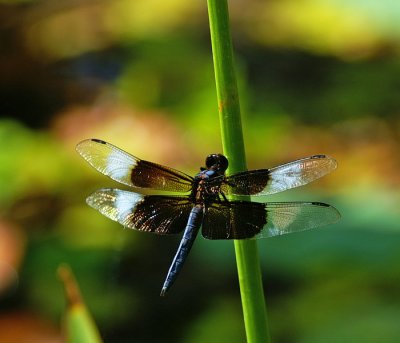 Widow Skimmer