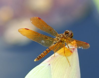 Eastern Amberwing