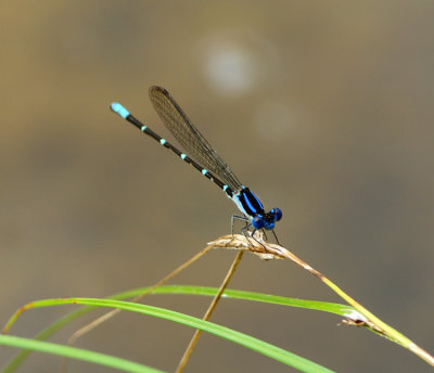 Blue-ringed Dancer
