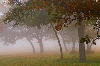 Oaks in the Fog 