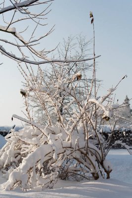 _MG_0582_web.jpg
