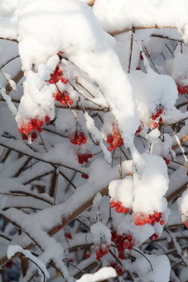 _MG_0592_web.jpg