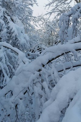 _MG_0597_web.jpg