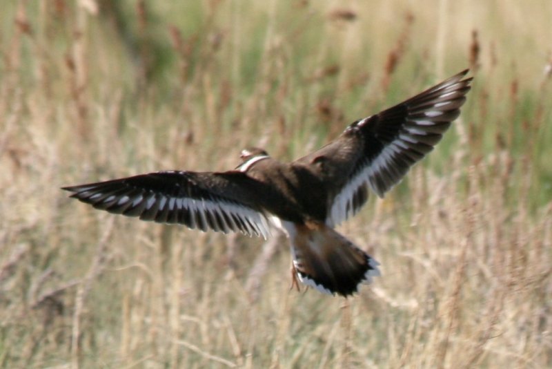 Killdeer in flight