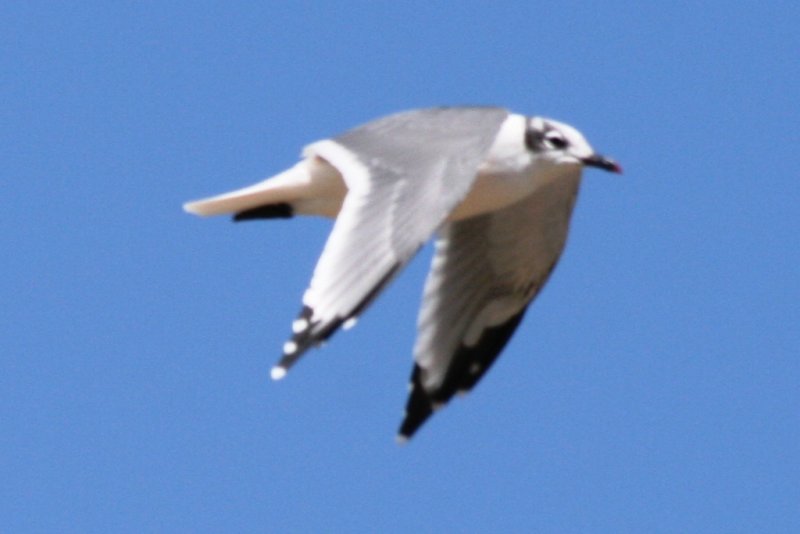 Franklins Gull (adult basic, molting)