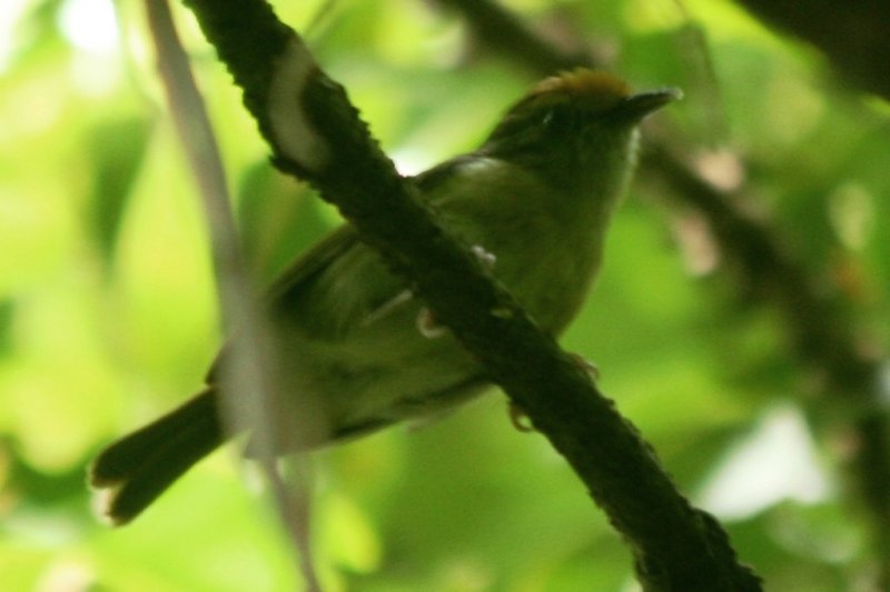 Tawny-crowned Greenlet