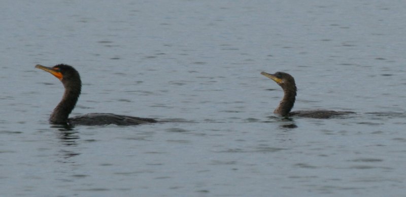 Neotropic Cormorant in Colorado 14 Aug 2009