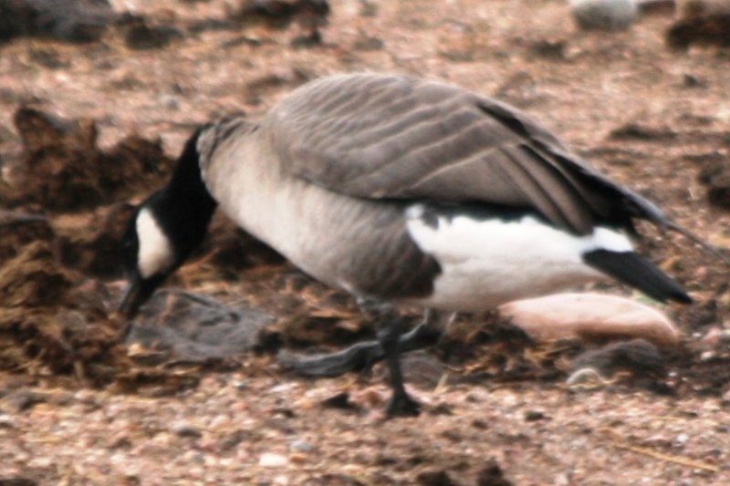 Possible Aleutian Goose in Larimer County, Colorado, 5 Oct 2009