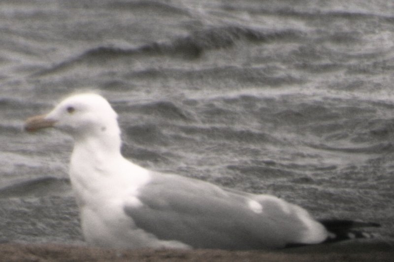 Mystery Gull T - possible Vega Gull