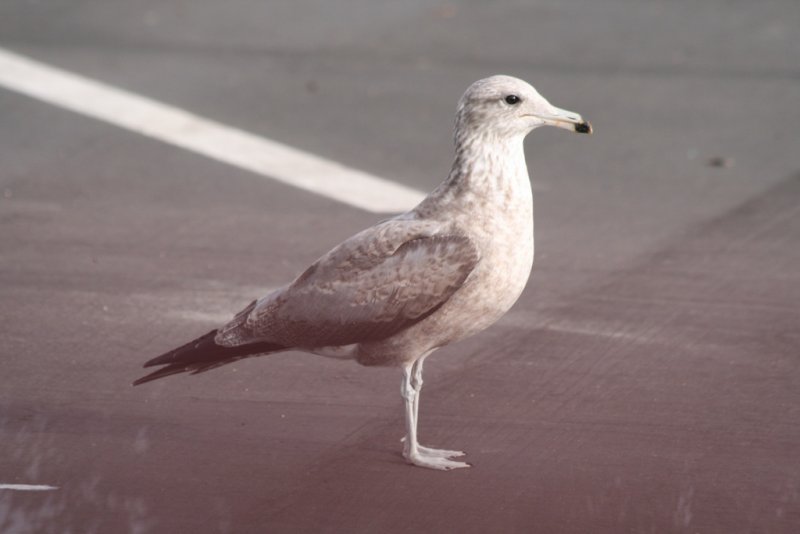 California Gull (2nd cycle)