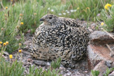 White-tailed Ptarmigan sheltering four chicks, RMNP, Colorado, July 2008