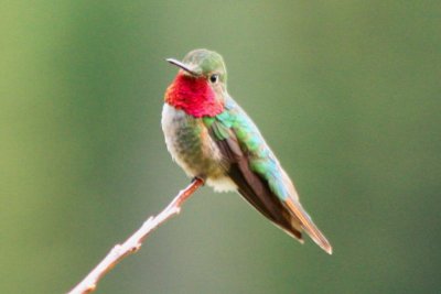 Broad-tailed Hummingbird, North Park, Colorado, July 2008