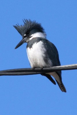 Belted Kingfisher, Fort Collins, Colorado, January 2008