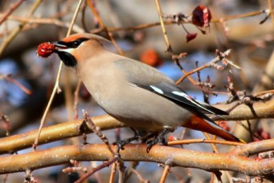 Bohemian Waxwing, Boulder, Colorado, February 2008