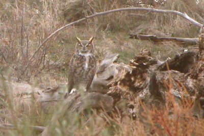 Great Horned Owl, Morgan County, Colorado
