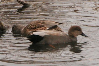 Gadwall