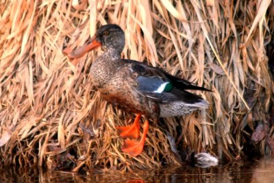 Northern Shoveler (adult female)