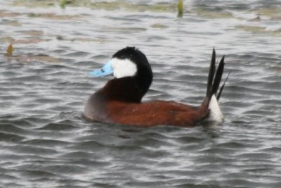 Ruddy Duck (adult male)