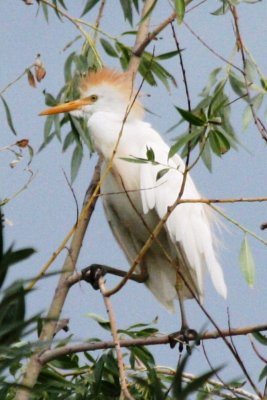 Cattle Egret (adult in alternate plumage)