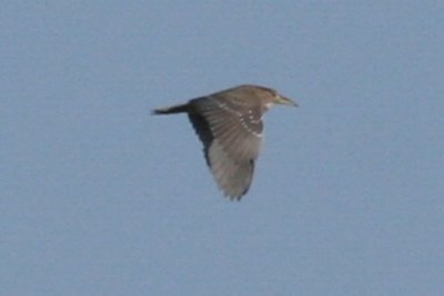 Black-crowned Night-Heron (2nd cycle, in flight)
