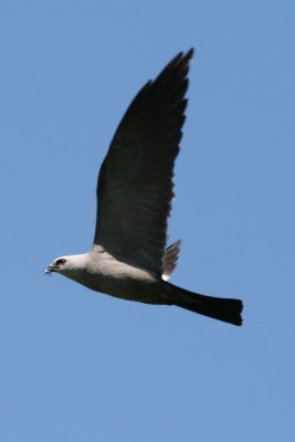 Mississippi Kite (adult flying)
