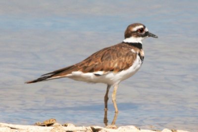 Killdeer