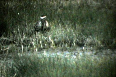 American Golden-Plover (molting into alternate plumage)