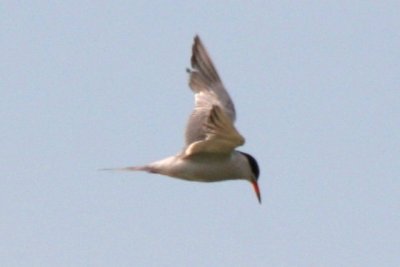 Common Tern (adult)