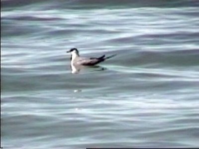 Long-tailed Jaeger (adult)