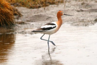 American Avocet (alternate)