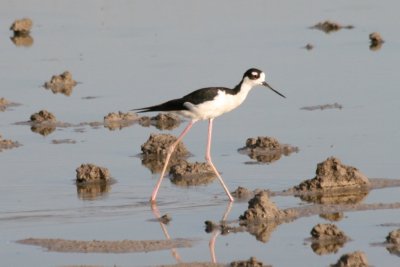 Black-necked Stilt (adult male)